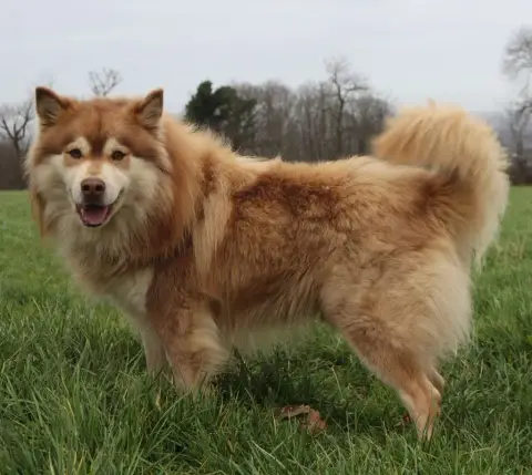 Chien Finnois De Laponie  Chiot N°2 Les Diablotins D' c32b7 photo 2