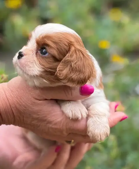 Cavalier King Charles Spaniel
