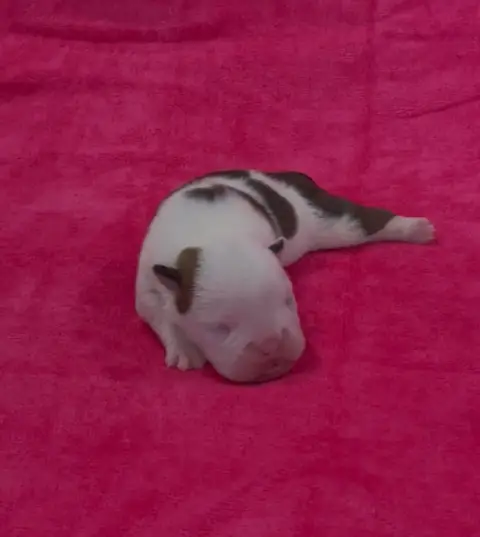 Bulldog Anglais  Chiot 2 Des Praz D'Orépac