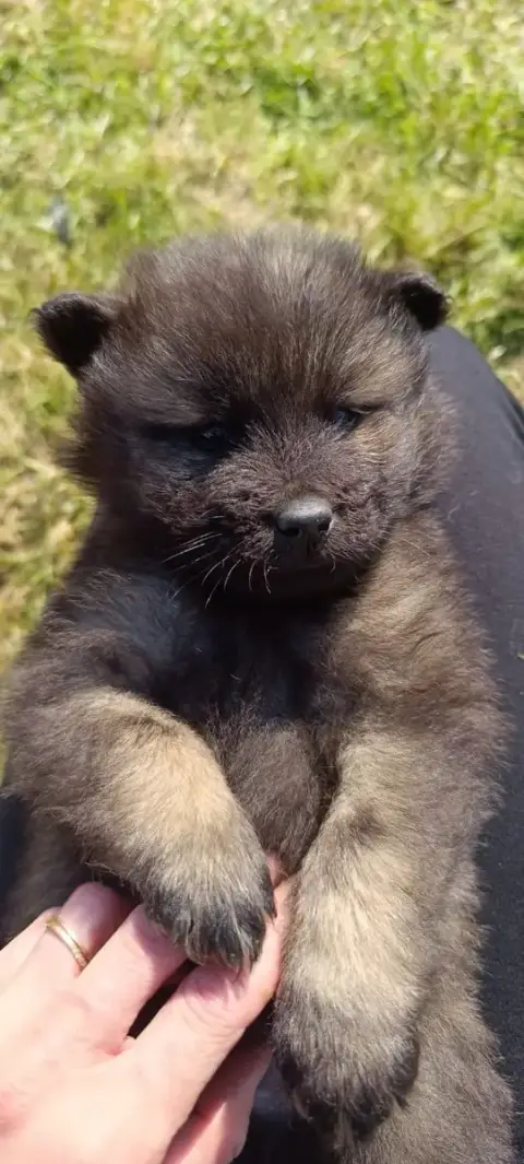 Eurasier  Bluey De La Meute De Nymeria