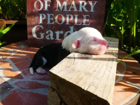 Bobtail  Chiot 5 Of Mary People photo 2