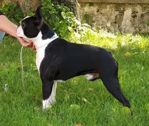 Boston Terrier  Chiot N°3 Born To Rise De Yu Box photo 3