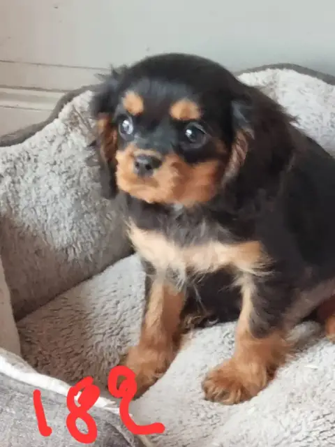 Cavalier King Charles Spaniel  Chiot N°1 Des Marais D c3f26