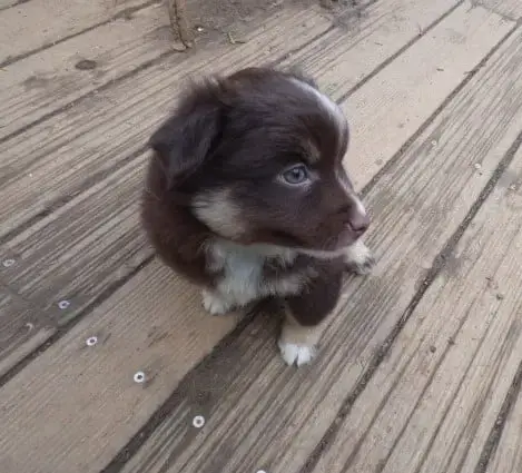 Berger Américain Miniature  Chiot 2 Des Amis De Zoé c3a77