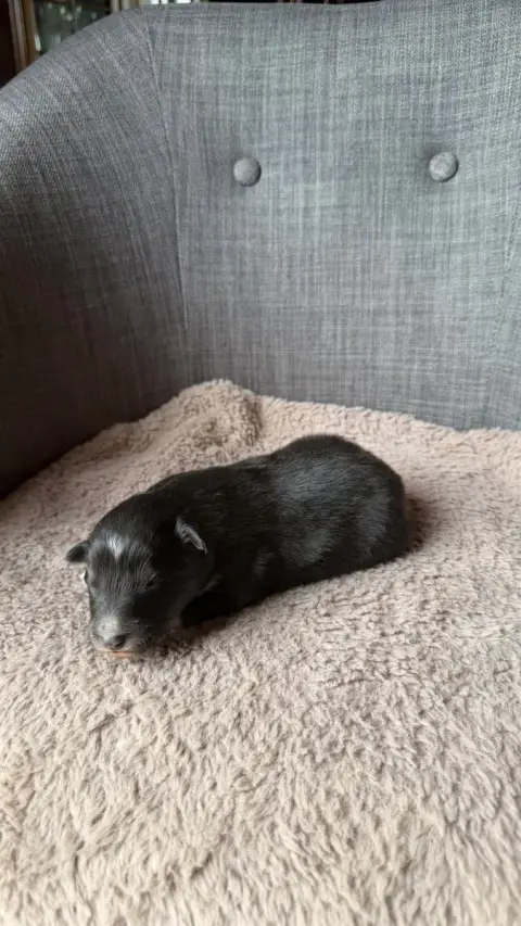 Shetland Sheepdog  Chiot 4 Du Banc Des Hermelles