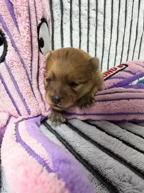 Spitz Allemand  Chiot N°4 Du Moulin De Madjurie