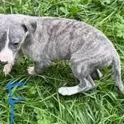 Magnifique Bébé Whippets