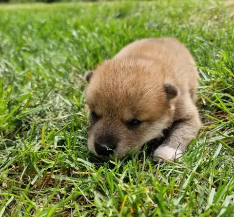 Shiba photo 3