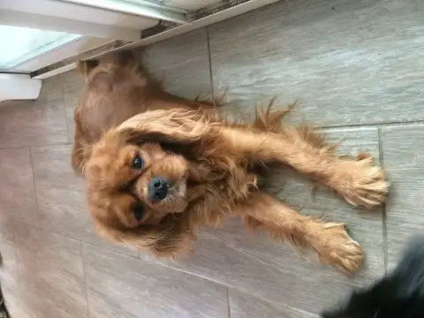 Cavalier King Charles Spaniel  Baloo photo 2