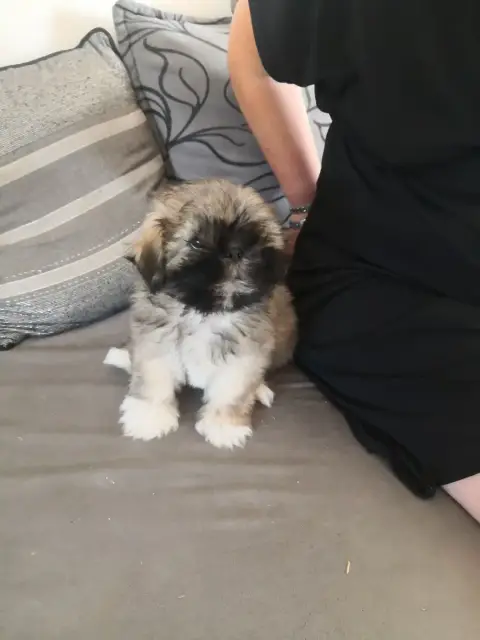 Lhassa Apso  Barbie A Pazzia D'Aurelia