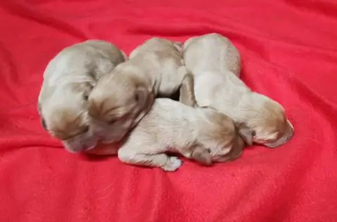 Labrador Retriever  B... Des Adrilines Des D'Opale De 3c3c3