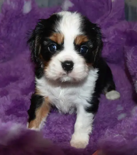 Cavalier King Charles Spaniel 
                       a8b6e