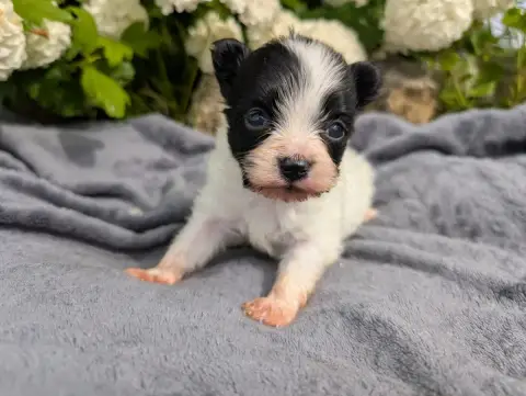 Epagneul Nain Continental (Papillon)  Chiot 1 Des Per 85959