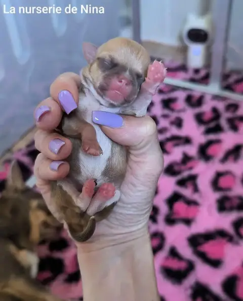 Chihuahua  B De La Nurserie De Nina