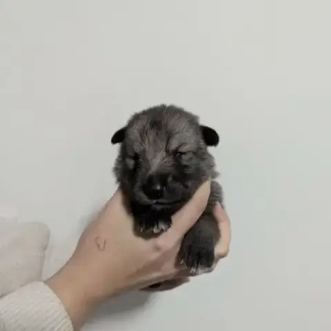Chien Loup