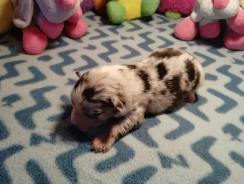 Berger Américain Miniature  Chiot N°5 Du Domaine De K 9ac18