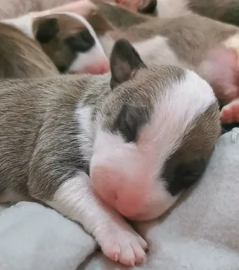 Bull Terrier  Chiot N°5 Of The Little Troublemaker
