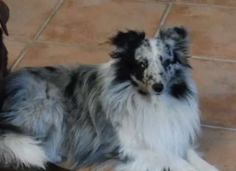 Shetland Sheepdog  Chiot N°4 Du Mourre De Gache photo 3