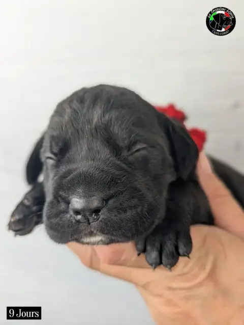 Cane Corso 
                        Collier Rouge De  c4265 photo 2