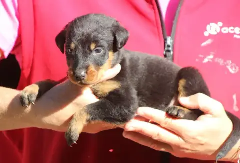 Berger De Beauce  Chiot 4 De Genevayse photo 2