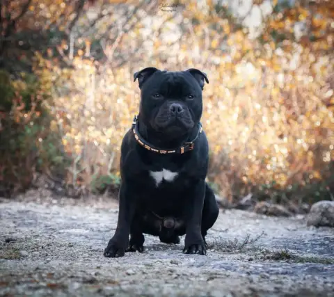 Staffordshire Bull Terrier  B...... Juste Little Ange f2783 photo 2