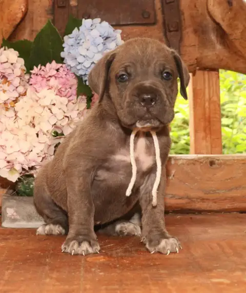 Cane Corso  Collier Blanc Du Domaine Des Vents Landai 271ec