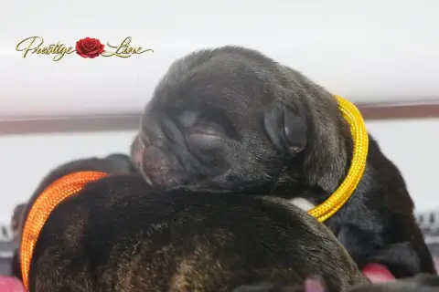 Bouledogue Français  Collier Jaune Prestige Line