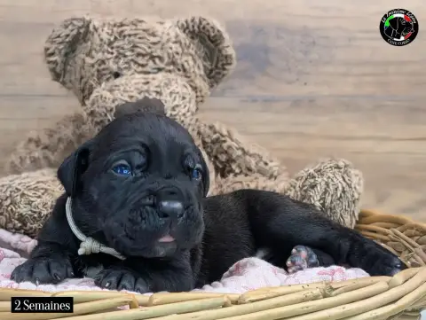 Cane Corso  Collier Beige De La Treizieme Legion