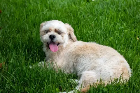 Lhassa Apso  Chiot N°8 Des Marais De Courmont photo 3