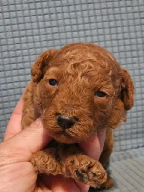 Caniche  Chiot N°3 De L'Angelarde