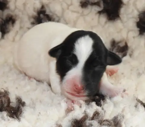 Fox Terrier Poil Lisse  Chiot photo 3