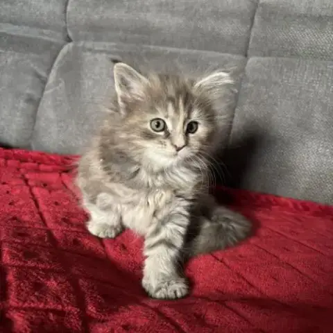 Chaton Maine Coon Non Loof