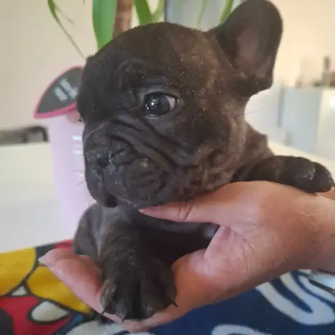 Bouledogue Français  B Du Monde De Cali