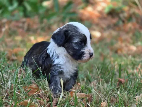 Terrier Tibetain  Chiot N°1 Du Domaine Des Jolies Tac de830