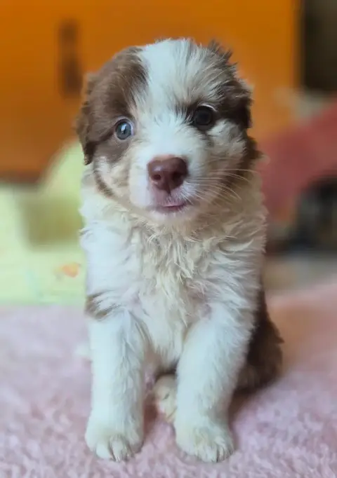 Berger Australien  Chiot photo 3