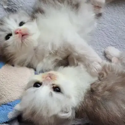 Chaton Persan Chinchilla