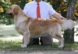 Golden Retriever  Chiot N°1 De La Douce Source photo 3