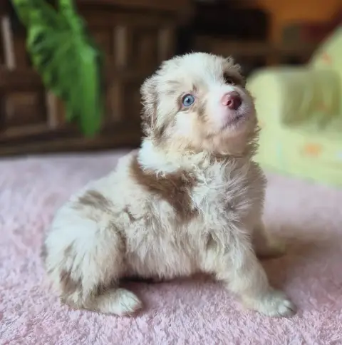 Berger Australien  Chiot photo 3