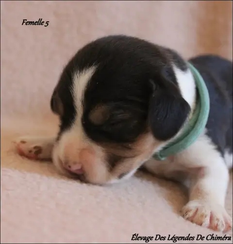 Beagle photo 2