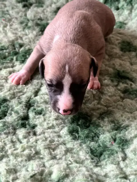 Whippet  B Des Terres De Pag