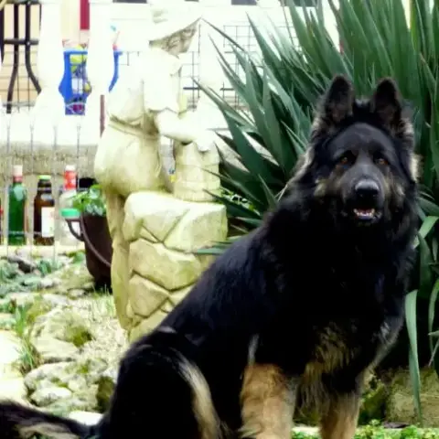 Chiots Berger Allemand Ancien Type Poil Long