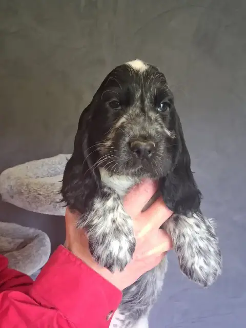 Cocker Spaniel Anglais  Chiot 4 Bleu Du Bois Des Volc 51d53 photo 3