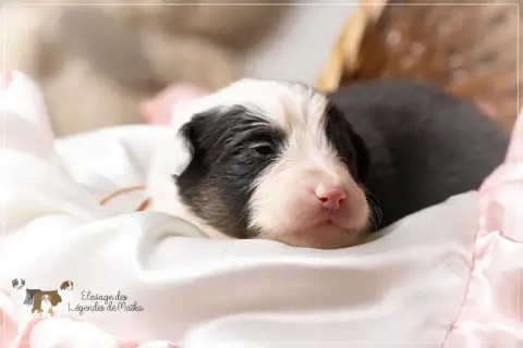 Berger Australien  Chiot N°3 Des Légendes De Maika photo 3