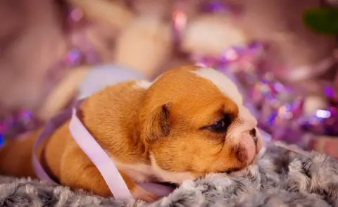 Bulldog Anglais  Born To Be Strong De La Lune Sombre 7eed2 photo 2