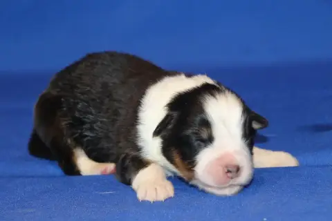Berger Australien  Chiot N°4 Du Domaine De La Canurie 7dc09