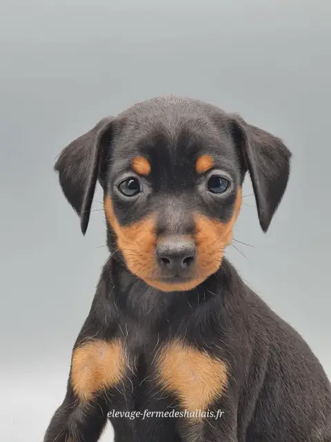 Pinscher Nain  Buffy Du Mont De La Chenaie