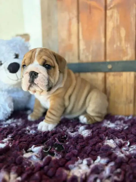 Bulldog Anglais  Bogoss Au Clos D'Autrefois