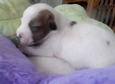 Jack Russell Terrier  Baron Des Berges Du Brevon