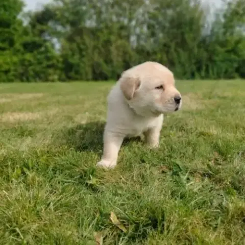 Chiots Labrador Sable Lof À Réserver