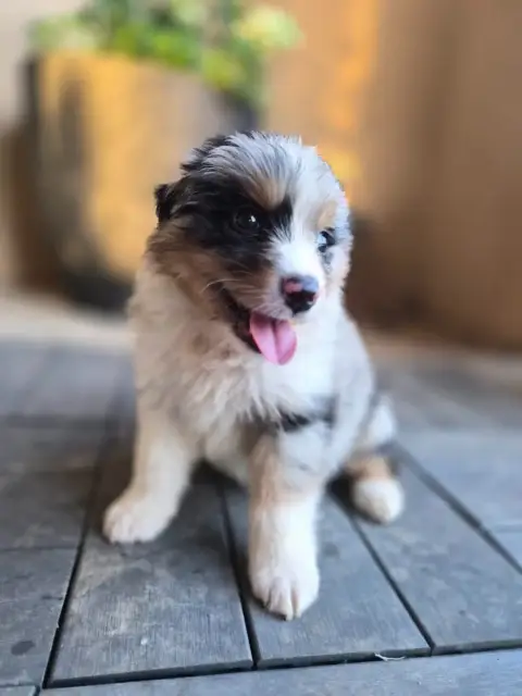 Berger Australien  Chiot photo 3